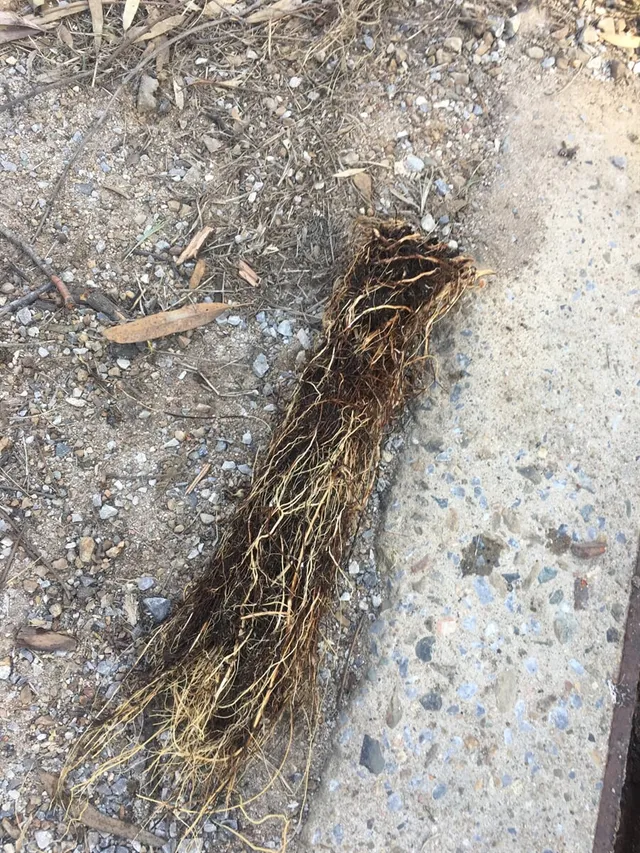 Removed drain blockage in Gladstone