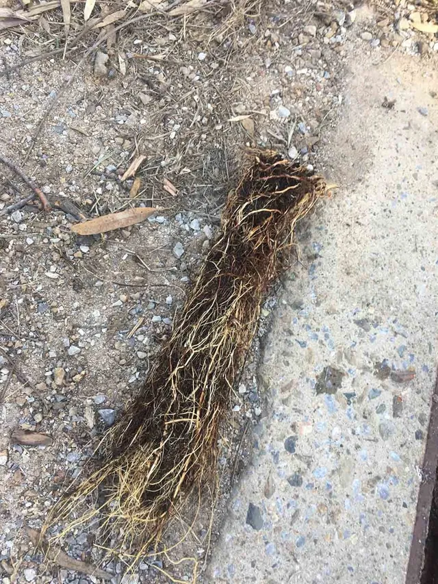 Drain clearing Gladstone